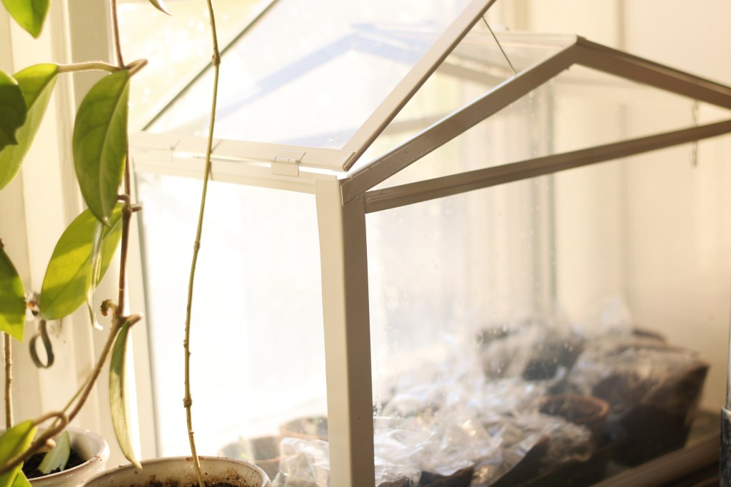 Minidrivhus Odlingsonsdag v.7