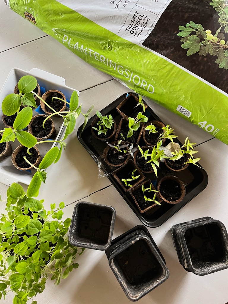 Odlingsonsdag v.13, Omskolar alla&nbsp;försådder