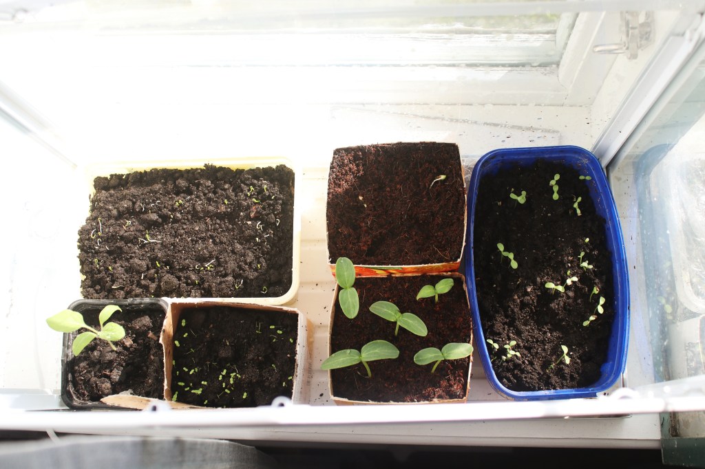 Odlingsonsdag v.14, Försådderna just&nbsp;nu.