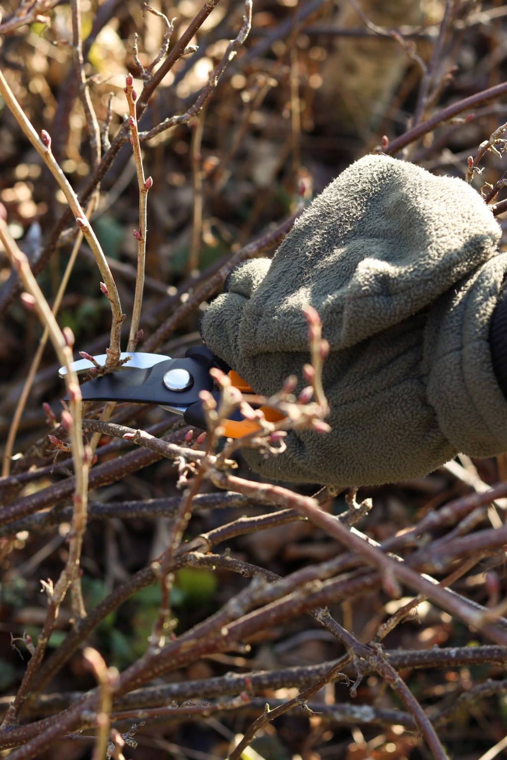 Så förökar du dina&nbsp;bärbuskar