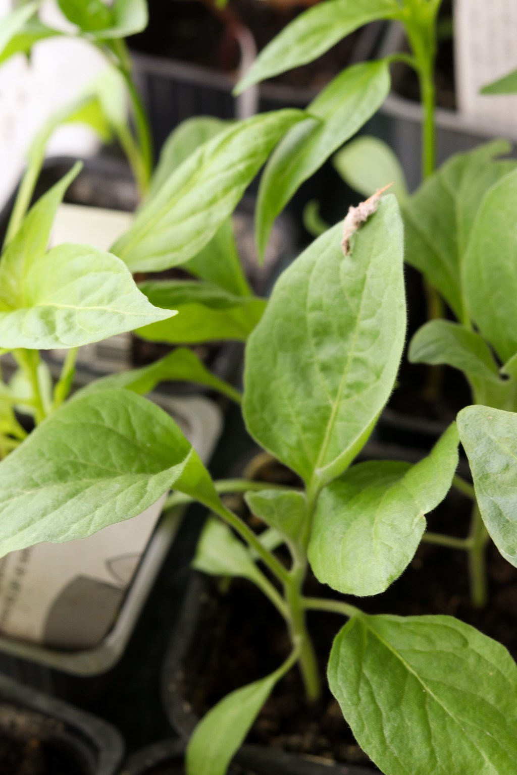 Det spirar i lådorna (och odla till&nbsp;hönsen?)