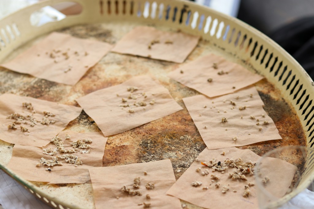 Så tar du frö på dina egna&nbsp;tomater