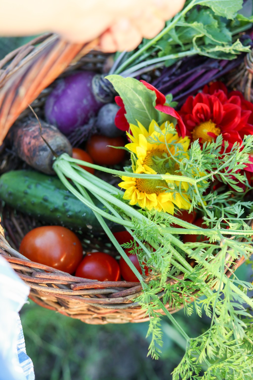 Skördetidens vedermödor