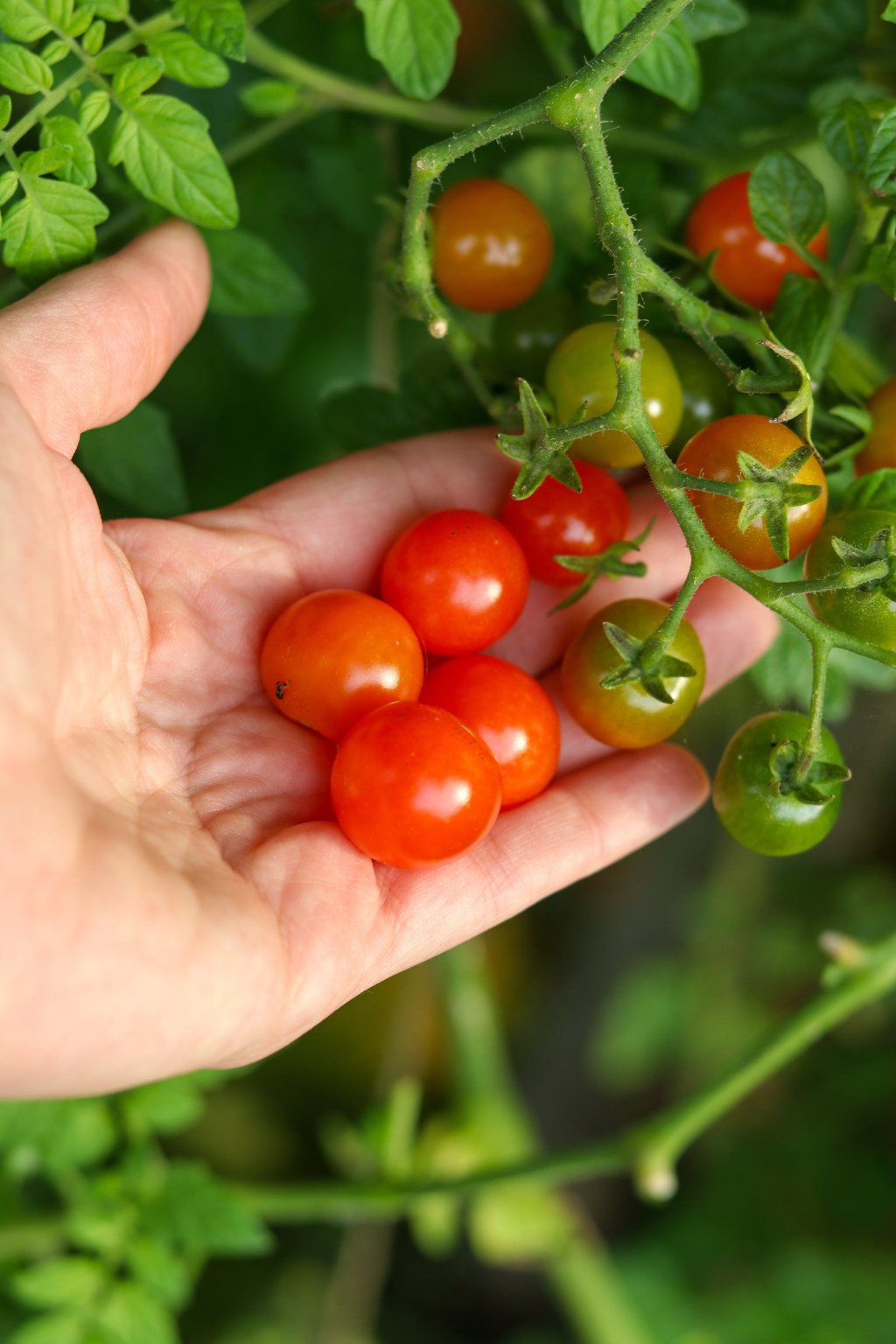 2023 års odlingar –&nbsp;Sammanfattning