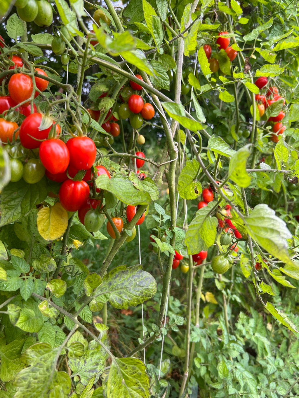 Summering av odlingsåret&nbsp;2024